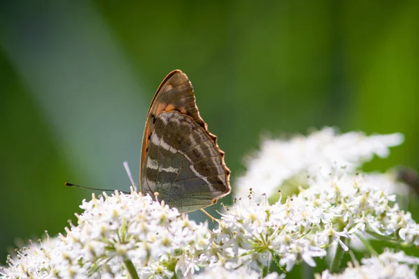 Hermosas Mariposas Verano Flores Hojas Alemania — Foto de Stock