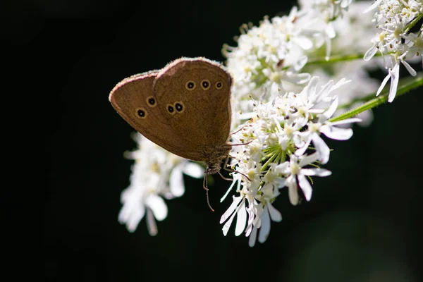 Hermosas Mariposas Verano Flores Hojas Alemania — Foto de Stock