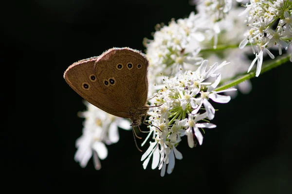 Piękne Letnie Motyle Kwiatach Liściach Niemczech — Zdjęcie stockowe