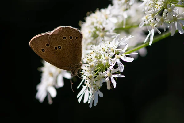 Красивые Летние Бабочки Цветах Листьях Германии — стоковое фото