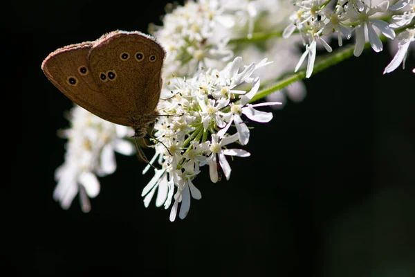 Hermosas Mariposas Verano Flores Hojas Alemania — Foto de Stock