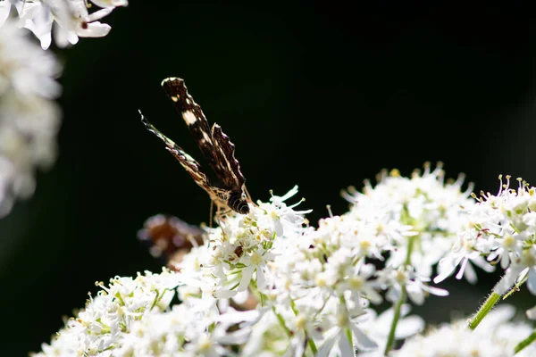 Hermosas Mariposas Verano Flores Hojas Alemania — Foto de Stock