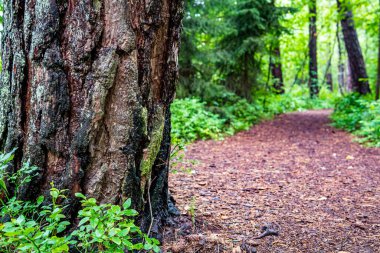 Güzel doğa rezervi Wilhelmsdorf Pfrunger Ravensburg ve Constance Gölü yakınlarındaki Yukarı Swabia 'da doğdu.