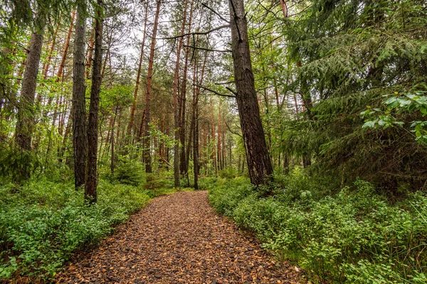 Bela Reserva Natural Wilhelmsdorf Pfrunger Ried Upper Swabia Perto Ravensburg — Fotografia de Stock