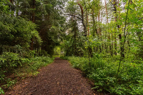 Das Schöne Naturschutzgebiet Wilhelmsdorf Pfrunger Ried Oberschwaben Der Nähe Von — Stockfoto