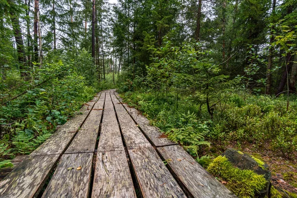 Das Schöne Naturschutzgebiet Wilhelmsdorf Pfrunger Ried Oberschwaben Der Nähe Von — Stockfoto