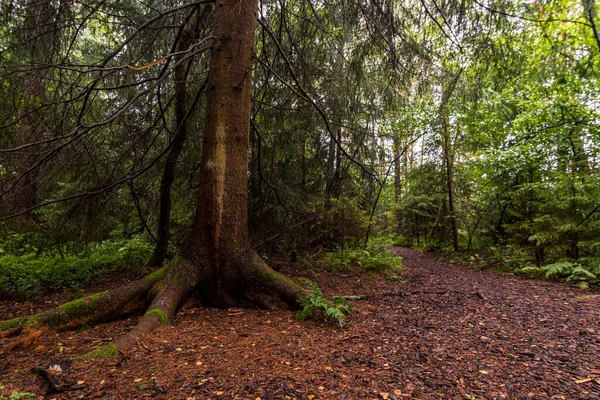 Das Schöne Naturschutzgebiet Wilhelmsdorf Pfrunger Ried Oberschwaben Der Nähe Von — Stockfoto