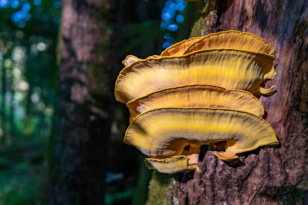 Beautiful Multi Colored Mushrooms Autumn Forest Germany — Stock Photo, Image