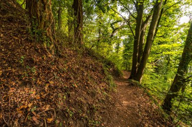 Constance Gölü 'nde Sipplingen ve Uberlingen yakınlarında muhteşem bir sonbahar yürüyüşü. Muhteşem manzarası, geçitleri, üzüm bağları, inekleri var.