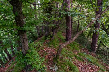 Constance Gölü 'nde Sipplingen ve Uberlingen yakınlarında muhteşem bir sonbahar yürüyüşü. Muhteşem manzarası, geçitleri, üzüm bağları, inekleri var.