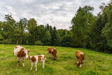 Constance Gölü 'nde Sipplingen ve Uberlingen yakınlarında muhteşem bir sonbahar yürüyüşü. Muhteşem manzarası, geçitleri, üzüm bağları, inekleri var.
