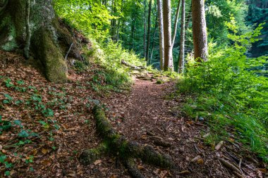 Constance Gölü 'ndeki Spetzjarter ve Hodinger Tobel' da şelaleleri ve ormansı bir atmosferi olan fantastik bir yürüyüş.