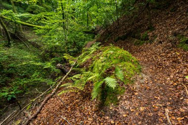 Constance Gölü 'ndeki Spetzjarter ve Hodinger Tobel' da şelaleleri ve ormansı bir atmosferi olan fantastik bir yürüyüş.
