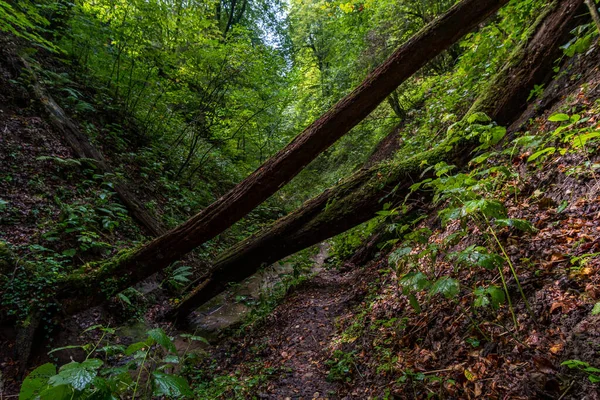 Fantastisk Vandring Genom Spetzgarter Och Hodinger Tobel Bodensjön Med Vattenfall — Stockfoto