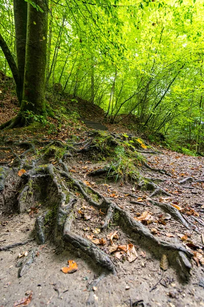 Fantastická Túra Spetzgarter Hodinger Tobel Bodamském Jezeře Vodopády Pralesní Atmosférou — Stock fotografie