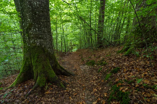 Traumhafte Wanderung Durch Den Spetzgarter Und Hodinger Tobel Bodensee Mit — Stockfoto