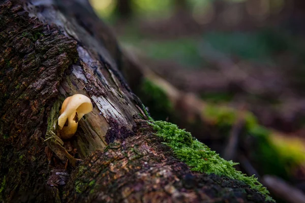 Xeromphalina Campanella Egy Gombafaj Közönséges Nevei Közé Tartozik Arany Trombita — Stock Fotó