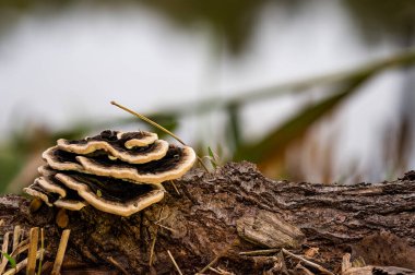 Trametes versicolor, ayrıca Coriolus versicolor ve Polyporus versicolor olarak da bilinir..