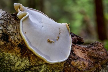 Fomitopsis betulina (eski adıyla Piptoporus betulinus), huş ağacı poliporu, huş ağacı braketi ya da jilet kırpması olarak da bilinir..