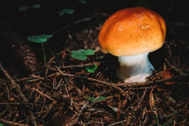 Cortinarius Varius, Cortinarius cinsinin bir bazidiyomicete mantarıdır.