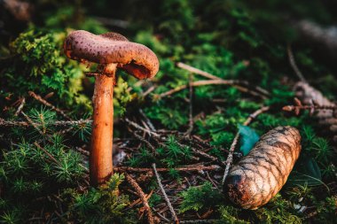 Armillaria ostoyae, Physalacriaceae familyasından bir mantar türüdür.