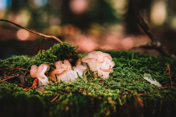 Tremella Mesenterica Common Names Include Yellow Brain Golden Jelly Fungus — Stock Photo, Image