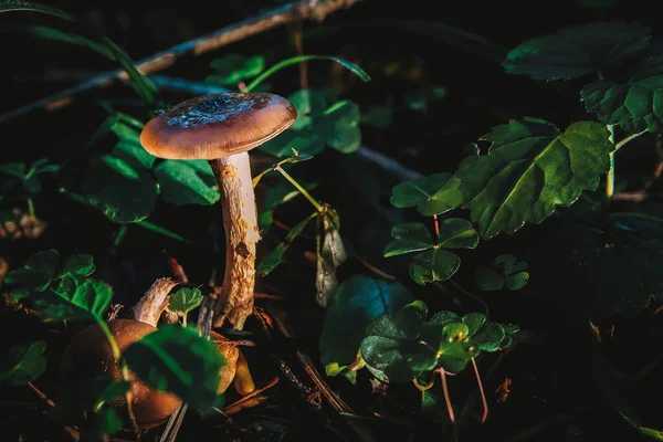 Pluteus Ist Eine Große Pilzgattung Mit Über 300 Arten Handelt — Stockfoto