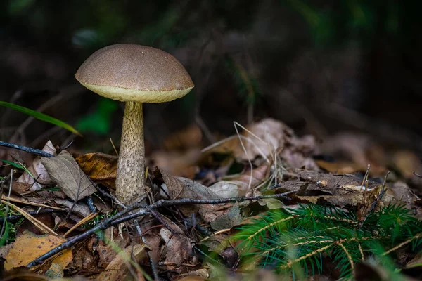 Leccinum Scabrum Közismert Nevén Durva Szárú Bolete Varas Szár Nyírfa — Stock Fotó