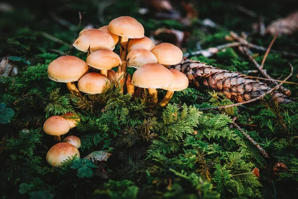 Hypholoma Fasciculare Allgemein Bekannt Als Schwefelbüschel Schwefelbüschel Oder Clusterholzpilz Ist — Stockfoto