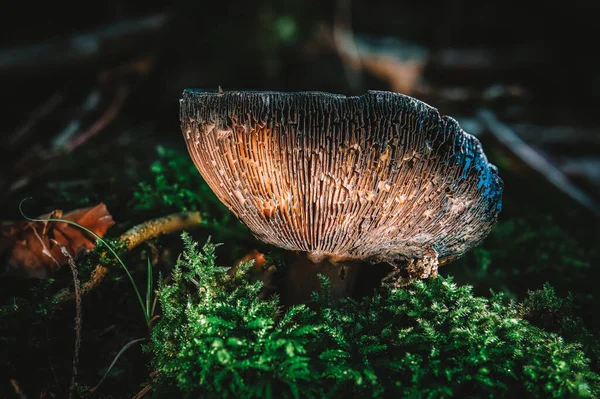 Clitocybe Είναι Ένα Γένος Μανιταριών Που Χαρακτηρίζεται Από Λευκό Υπόλευκο — Φωτογραφία Αρχείου