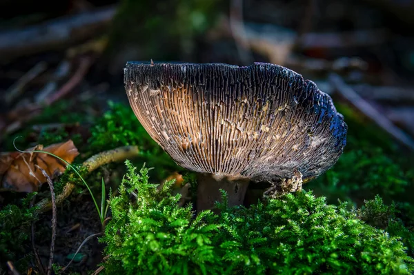 Clitocybe Είναι Ένα Γένος Μανιταριών Που Χαρακτηρίζεται Από Λευκό Υπόλευκο — Φωτογραφία Αρχείου