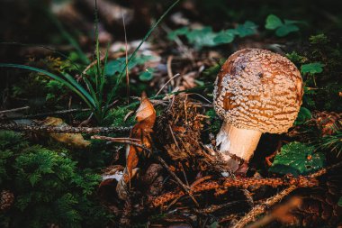 Kızartıcı, Amanita rubescens ve novinupta familyasının birçok yakın akraba türünün yaygın adıdır..