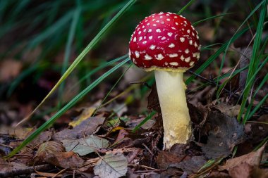Amanita muscaria, Amanitaceae familyasından bir sinekgiller familyasıdır.