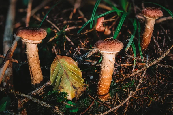 Armillaria Ostoyae Oder Solidipes Ist Eine Pflanzenpathogene Pilzarte Aus Der — Stockfoto