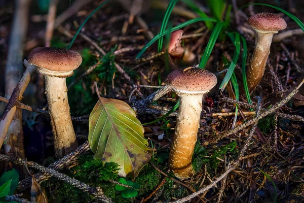 Armillaria Ostoyae Solidipes Una Specie Fungo Patogeno Vegetale Appartenente Alla — Foto Stock