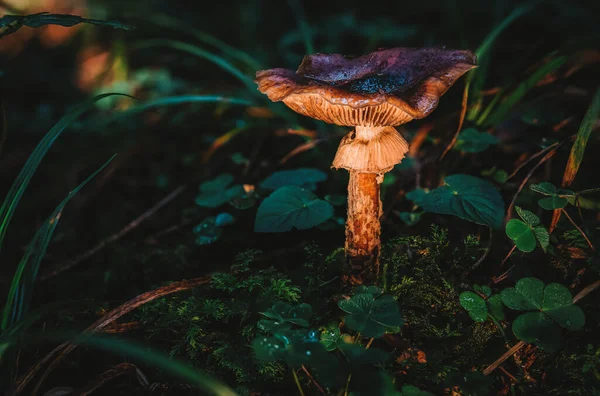 Armillaria Ostoyae Oder Solidipes Ist Eine Pflanzenpathogene Pilzarte Aus Der — Stockfoto