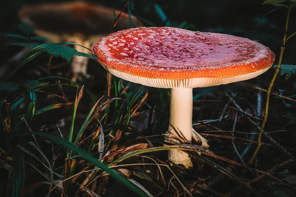 Amanita Muscaria Allgemein Bekannt Als Fliegenpilz Oder Fliegenamanita Ist Ein — Stockfoto