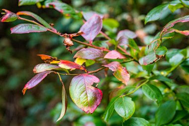Doğadaki güzel sonbahar ormanı. Pfrungen Wilhelmsdorfer Almanya 'nın yukarısında.