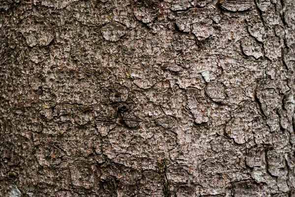 Abeto Casca Magrinho Árvore Textura Fundo Floresta Mista — Fotografia de Stock