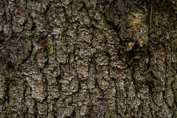 Smrk Jedle Kůra Softwood Strom Textura Pozadí Smíšeném Lese — Stock fotografie