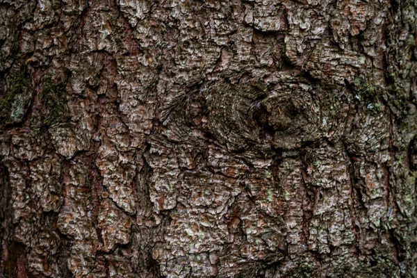 Épinette Sapin Écorce Résineux Texture Arbre Fond Dans Forêt Mixte — Photo