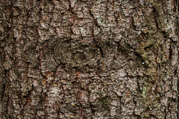 Smrk Jedle Kůra Softwood Strom Textura Pozadí Smíšeném Lese — Stock fotografie