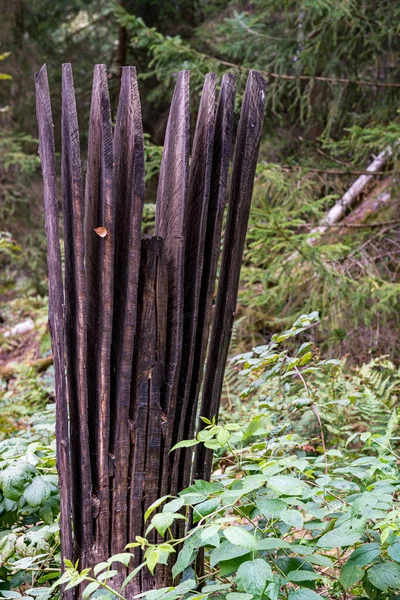 Holzfiguren Der Finkenwiese Pfrunger Wilhelmsdorfer Ried Oberschwaben — Stockfoto