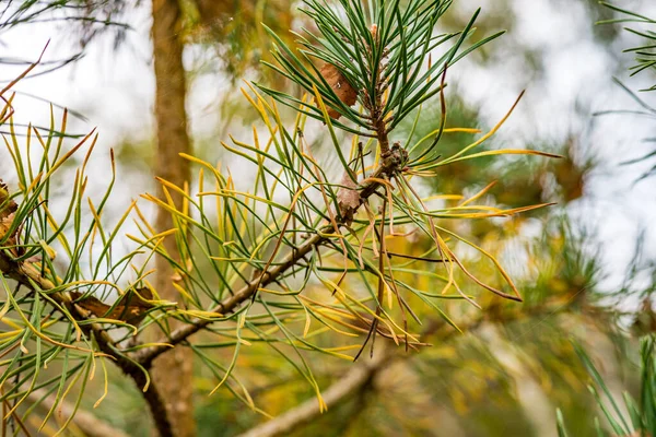 Krásný Podzimní Les Přírodní Rezervaci Pfrungen Wilhelmsdorfer Sušené Horní Švábsko — Stock fotografie