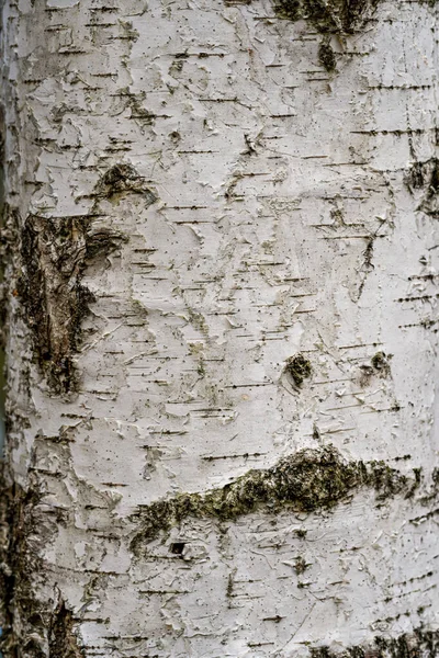 Birch hardwood tree texture background in mixed forest in upper swabia germany