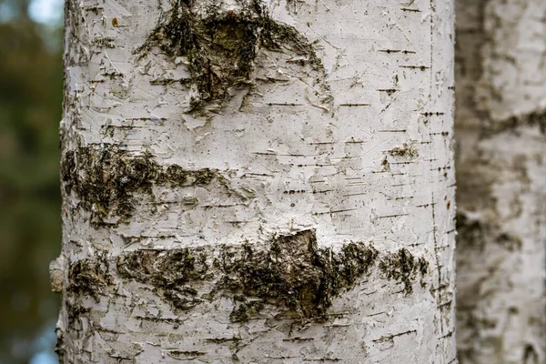 Nyir Keményfa Textúra Háttér Vegyes Erdő Felső Sváb Németország — Stock Fotó