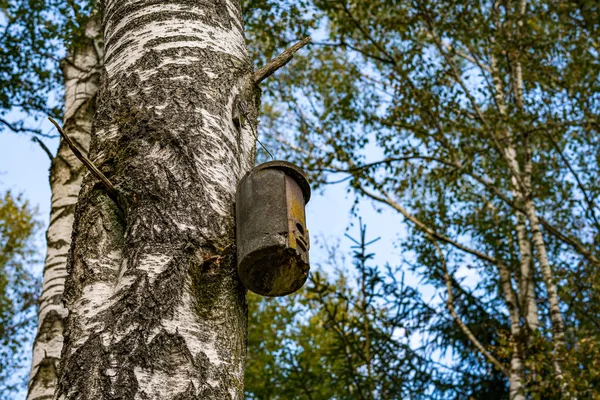 Birch Hardwood Ptačím Hnízdem Stromě Přírodní Rezervaci Horním Švábsku Německo — Stock fotografie