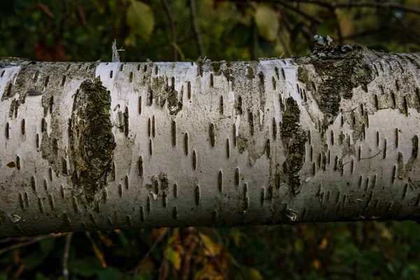 Bříza Tvrdého Dřeva Strom Textura Pozadí Smíšeném Lese Horní Švábsko — Stock fotografie