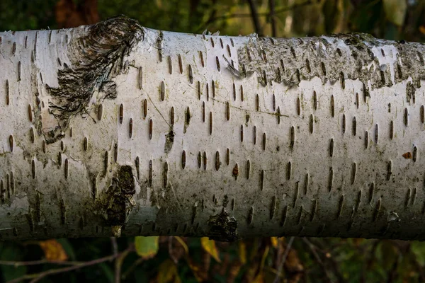 Almanya Nın Üst Kesimlerindeki Karışık Ormanlarda Huş Ağacı Dokusu — Stok fotoğraf