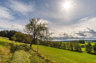 Almanya 'da Constance Gölü yakınlarındaki Wilhelmsdorf yakınlarında Yukarı Bataklık' ta harika, güneşli bir sonbahar yürüyüşü.